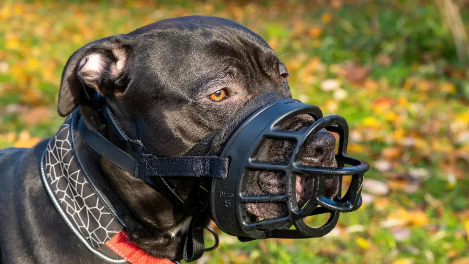 Fama injusta ou não? Razões que levaram os pit bulls a ganhar uma reputação tão ruim