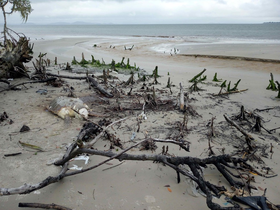 Tartaruga morta após encalhar na Ilha do Mel, litoral do Paraná — Foto: LEC-UFPR