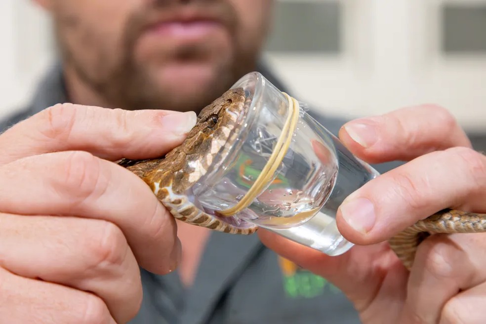 Extração de veneno da cobra de três presas — Foto: Australian Reptile Park