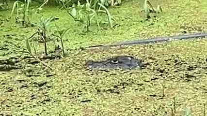 Jacarés avistados em rua e condomínio do Recreio