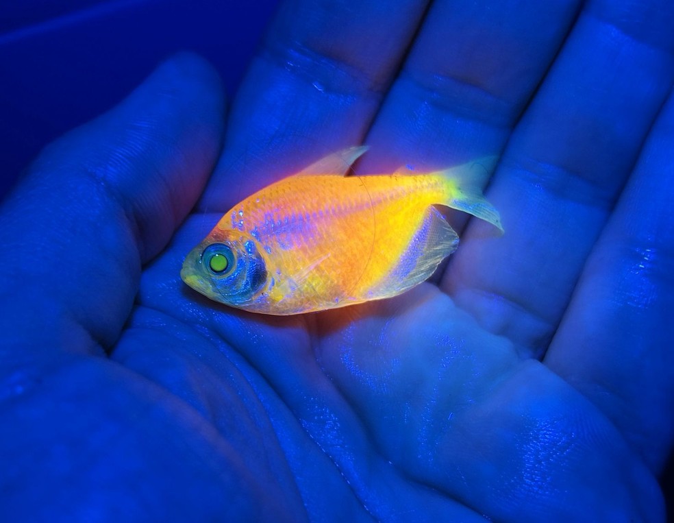 Peixe brilhante apreendido em operação do Ibama — Foto: Divulgação/Ibama