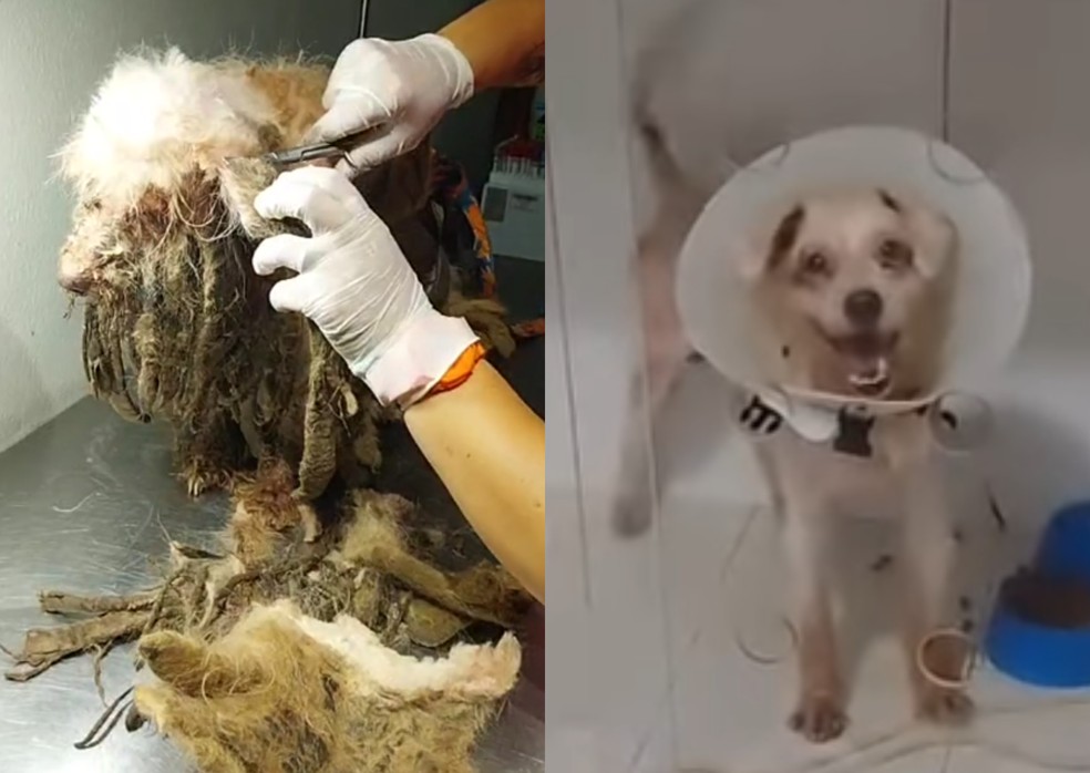 Cão Scooby, de 14 anos, resgatado após ser encontrado debilitado e com 3 kg de pelos sujos acumulados — Foto: Reprodução/Instagram/@apa_fortaleza