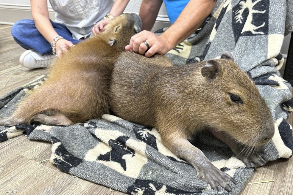 Visitantes fazem carinho em capivara — Foto: Divulgação/AP News
