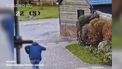 Falcão que aterrorizou homens carecas é capturado na Inglaterra