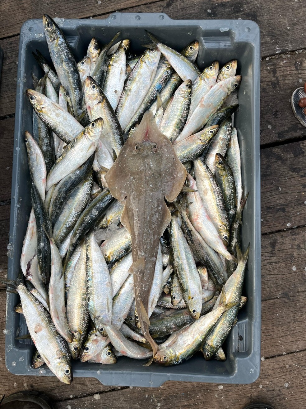 Raia viola, espécie em extinção, estava entre os pescados apreendidos pelo Inea em Niterói — Foto: Divulgação/Inea