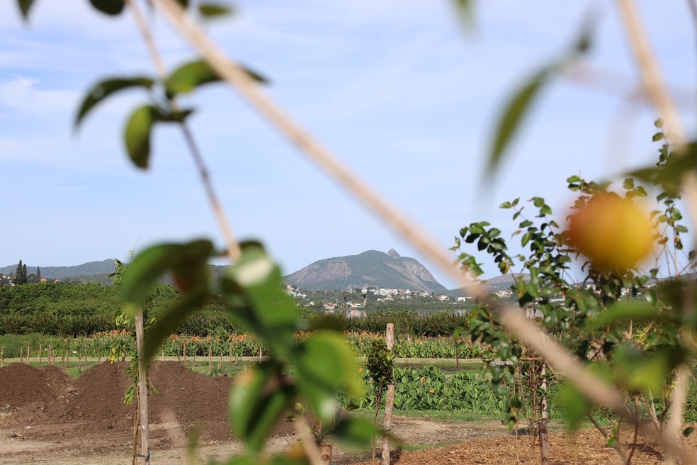 Cerca de 11 quilômetros do Parque Orla Piratininga terão plantio de árvores frutíferas — Foto: Divulgação