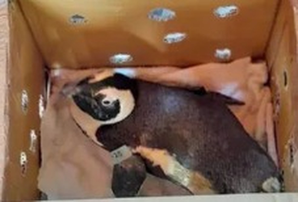 Pinguim transportado em caixa causa acidente de helicóptero na África do Sul — Foto: Reprodução