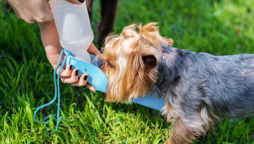 Cão da raça Yorkshire bebendo água em uma garrafa específica para hidratação de cães — Foto: Freepik