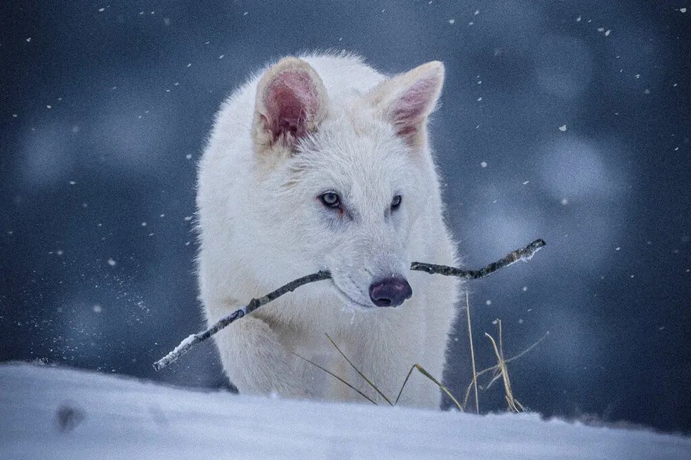 Um filhote de lobo de 6 meses é um dos três que carregam genes de lobo-gigante, incluindo genes para uma pelagem branca e um corpo grande. Os três animais, criados por cientistas da Colossal Biosciences, vivem em cativeiro no norte dos Estados Unidos. — Foto: Divulgação/Colossal Biosciences