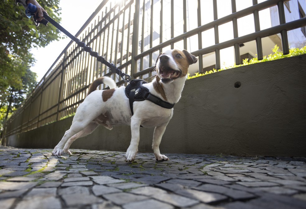 Cães são considerados animais de pequeno porte — Foto: Márcia Foletto / Agência O Globo / 10-06-2024