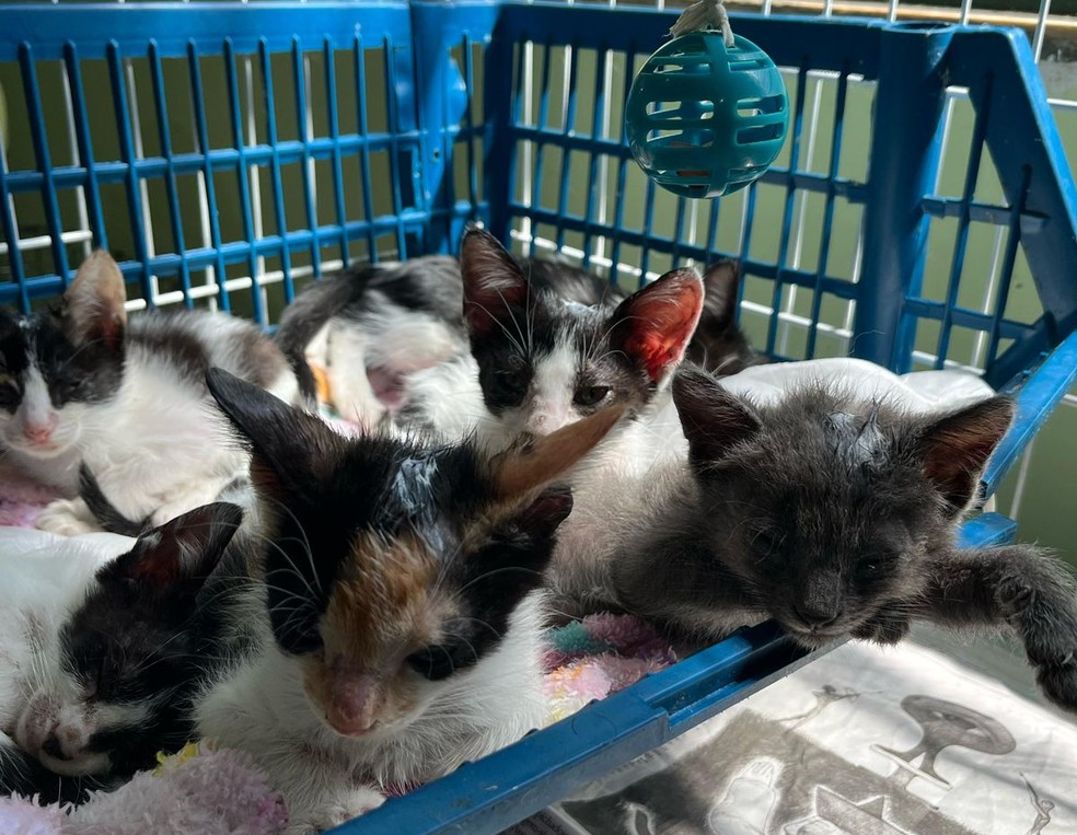 Gatos resgatados no Complexo Penitenciário de Gericinó — Foto: Divulgação