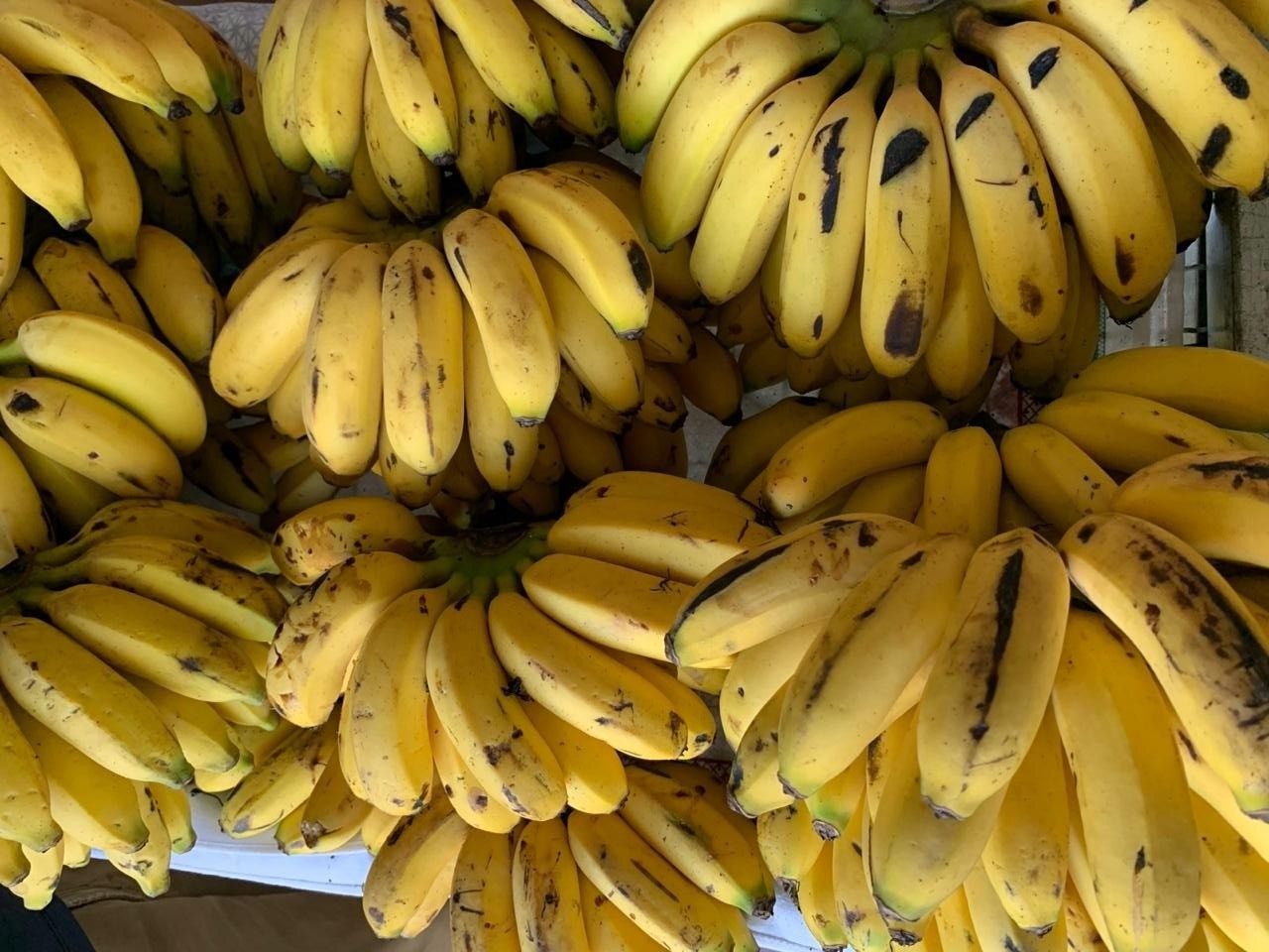 Banana verde, madura ou passada: descubra qual é a melhor para a sua saúde e o motivo