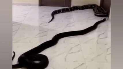 Homem solta cobras em corredor de prédio para protestar contra cachorro barulhento do vizinho