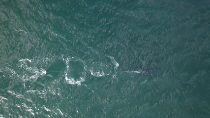 Baleia jubarte presa a boia causa mobilização na Austrália