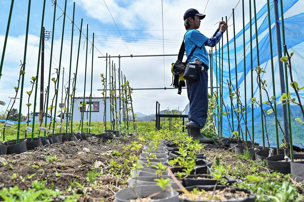 Trabalhador rural verificando as plantas na ReFruits Co. — Foto: Richard A. Brooks / AFP