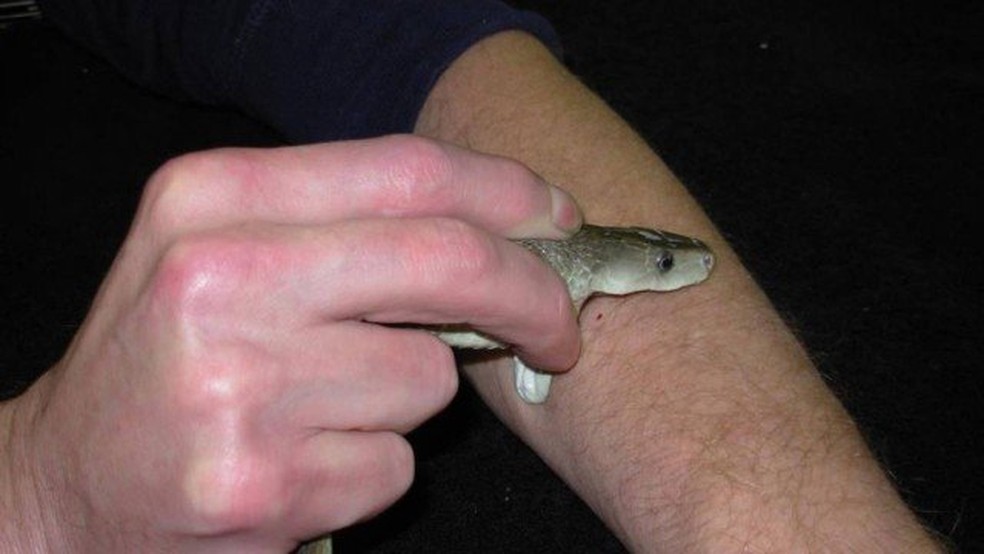 Tim Friede se expôs ao veneno de cobra centenas de vezes com o objetivo de desenvolver imunidade — Foto: Arquivo