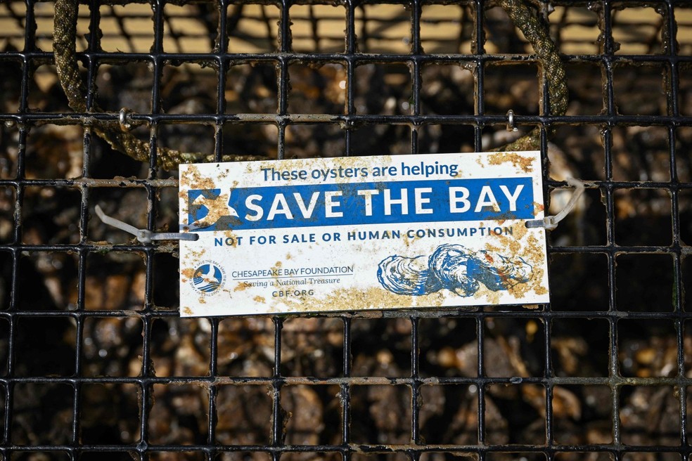 Placa no cais da casa de Kimberly Pierce, às margens do Rio Severn, indica que criação de ostra não é para consumo, mas sim parte de projeto — Foto: Drew Angerer / AFP
