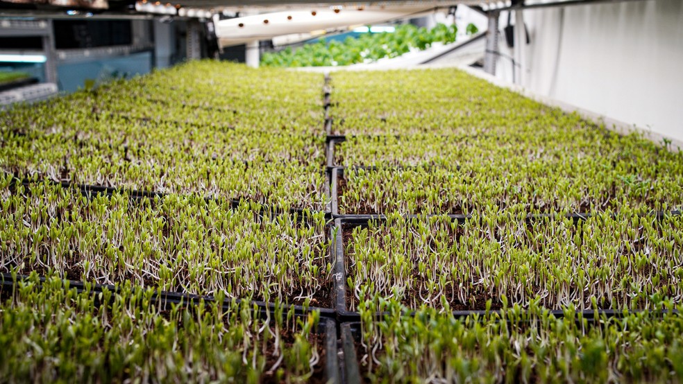 Fazenda Cubo cultiva microverdes e hortaliças em Pinheiros, em São Paulo — Foto: Thiago de Jesus/Globo Rural