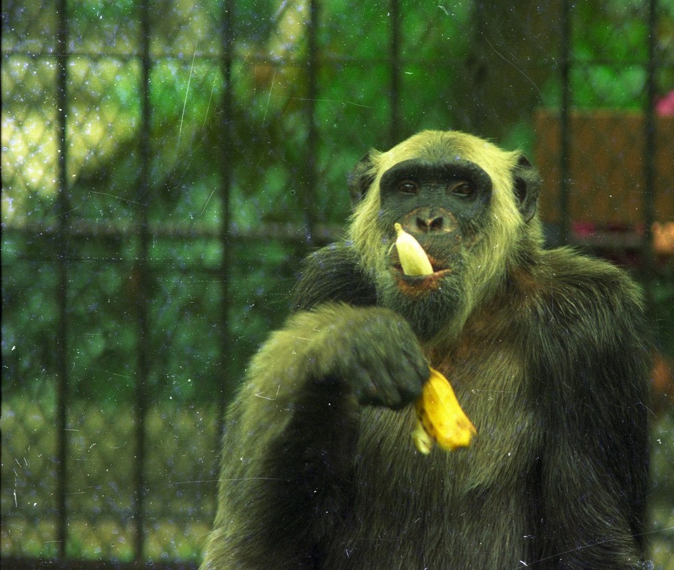 Eleição. Após piada de revista, Tião teve 400 mil votos — Foto: Marcos Ramos / 05-01-1994