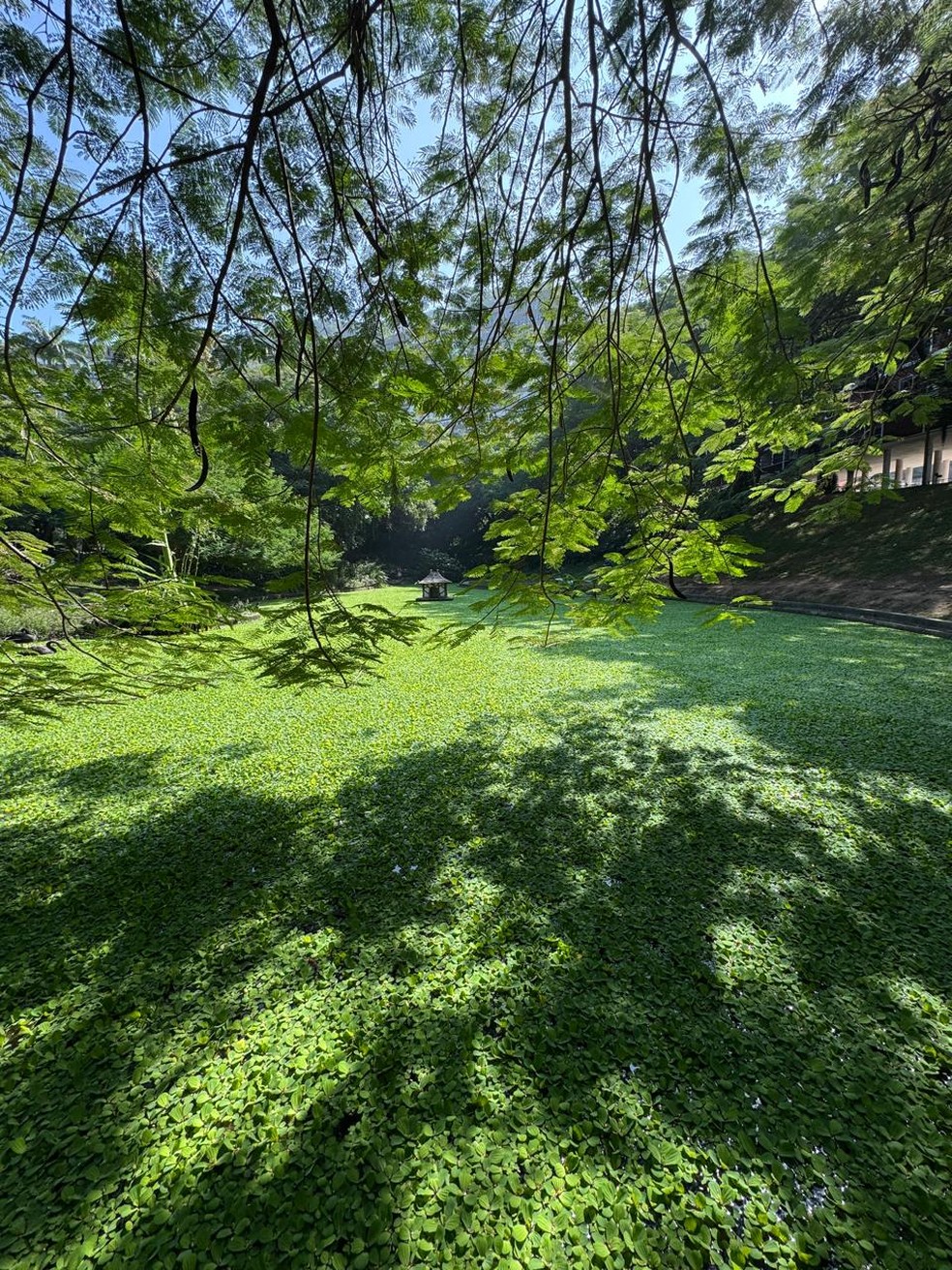 O lago do Parque Guinle tomado por algas — Foto: Marco Antônio Cavalcanti