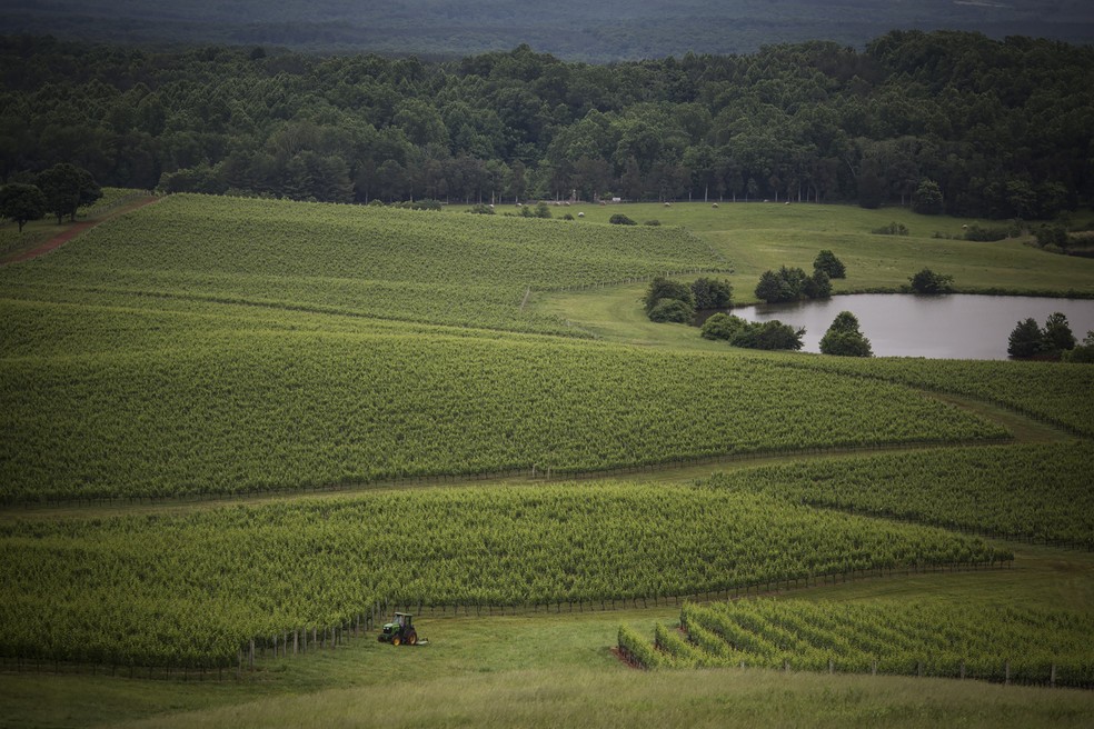 Com mais de 97 hectares plantados, de um total de 530 da propriedade, a Vinícola Trump é uma das maiores da Costa Leste dos EUA — Foto: Chet Strange/The New York Times