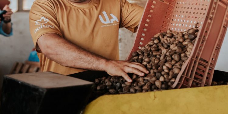 Sementes são quebradas em fábrica da Cofruta — Foto: Divulgação/Natura