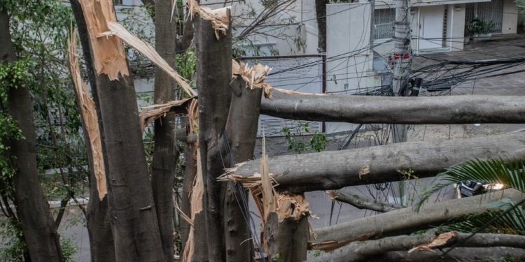 Árvores destruídas na Rua Novo Horizonte, em Higienópolis — Foto: Edilson Dantas / O Globo