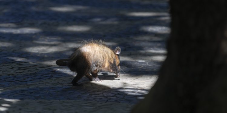 'Invasão' de gambás em Joinville: resgates crescem 172% em um ano
