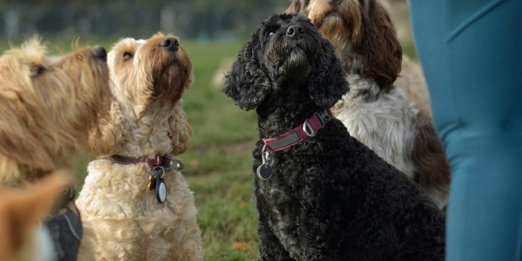 Pequenos gestos que demonstram a conexão entre humanos e animais — Foto: Pixabay