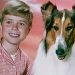 Lassie foi um dos cachorros mais famosos da história da televisão — Foto: Reprodução