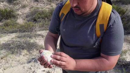 Arqueólogos encontram ovo de dinossauro de 70 milhões de anos perfeitamente preservado