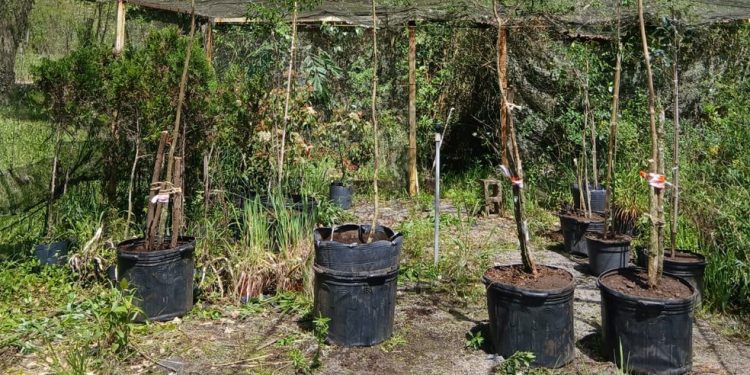 Caxias do Sul, na Serra Gaúcha, investe na produção de mudas — Foto: Divulgação