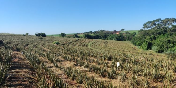 Plantação de babosa mantida pelo produtor Magno Alves em Santa Cruz do Rio Pardo (SP) — Foto: Divulgação