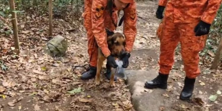 Cão farejador sente cheiro de roupa de Antonio Petraglia durante buscas no Morro da Urca — Foto: Divulgação / Corpo de Bombeiros do Rio