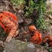 Equipes do Corpo de Bombeiros fazem buscas por Antônio Petraglia, de 70 anos, na Trilha do Morro da Urca — Foto: Reprodução
