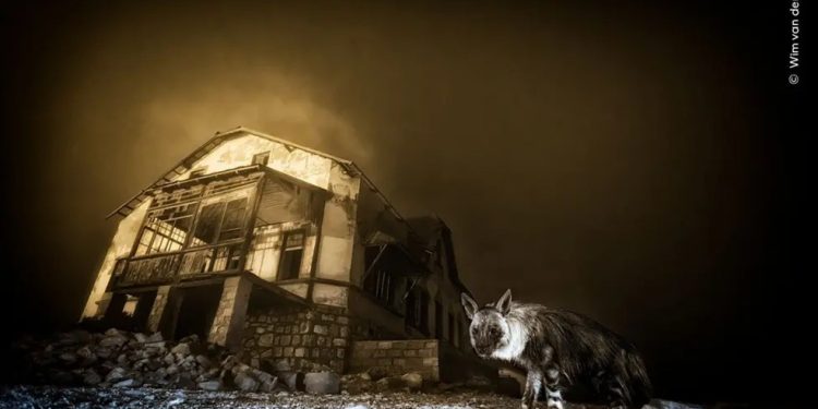 Sul-africano vence prêmio de Fotógrafo de Vida Selvagem do Ano com imagem rara de hiena em cidade fantasma — Foto: Wim ban den Heever