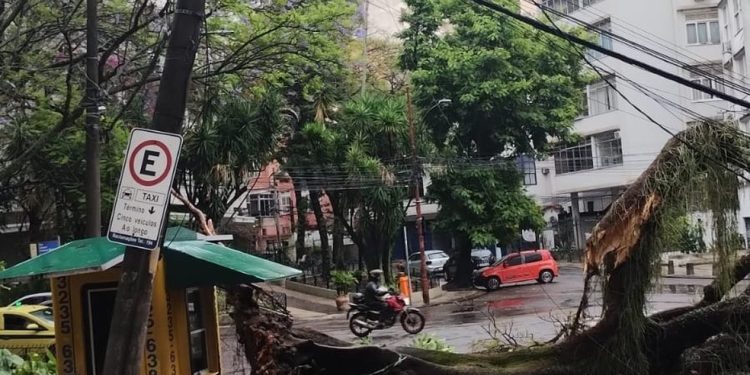 Árvore caiu na Rua General Glicério, em Laranjeiras, e interditou a via na altura da Rua General Cristóvão Barcelos — — Foto: Divulgação/Prefeitura do Rio