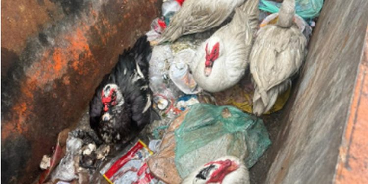 Quatro patos e um ganso foram abandonados em caçamba de lixo no Centro da cidade — Foto: Divulgação/Prefeitura do Rio
