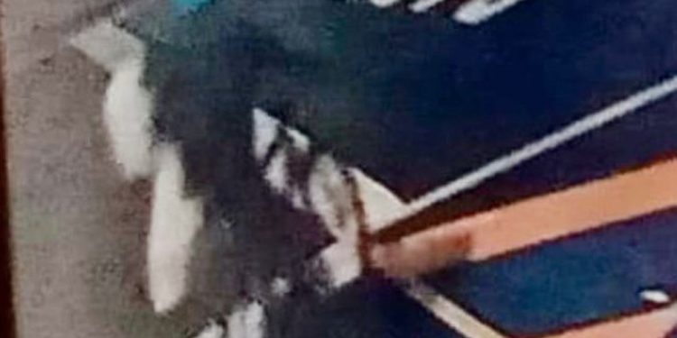 Homem foge de bicicleta com aves no saco — Foto: Reprodução