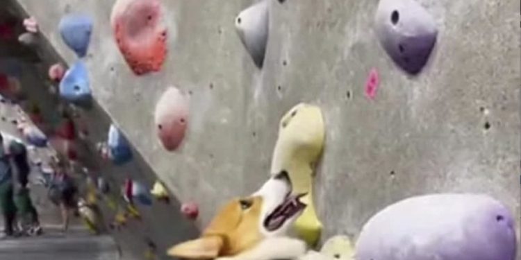 Imagem estática tirada de um vídeo gerado pelo Sora da OpenAI, a partir de uma mensagem do jornalista Brian X. Chen, um cachorro escala rochas em uma parede de escalada — Foto: Reprodução via The New York Times