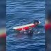 Autoridades tentam capturar lontra marinha que 'rouba' pranchas de surfe na Califórnia