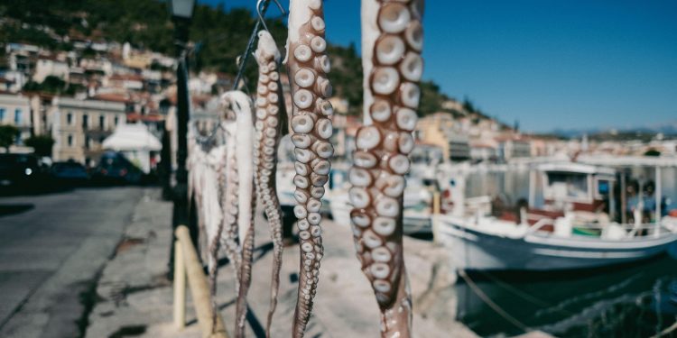 Paella ou fish and chips? Biólogo explica movimento raro de polvos do Mediterrâneo no litoral inglês