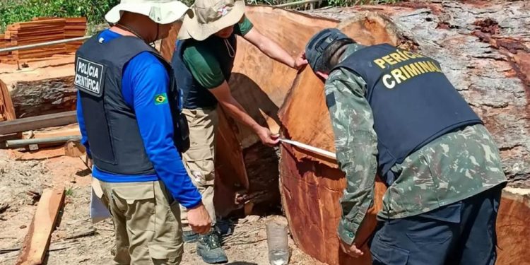 Ofensivas contra o desmatamento: 142 máquinas e 4,8 mil m³ de madeira já foram apreendidas este ano — Foto: Divulgação/Secom Pará