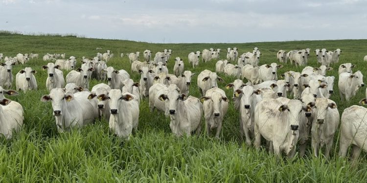 Fotos do gado da fazenda Roncador, que já usa chips e bottons — Foto: Divulgação