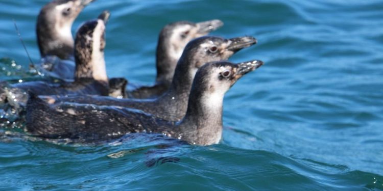 Pinguins-de-Magalhães são soltos em Arraial do Cabo — Foto: Divulgação / PMP / Instituto Albatroz / Gabriela Bezerra