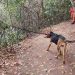 Com cães farejadores e helicóptero, bombeiros buscam por professor aposentado desaparecido