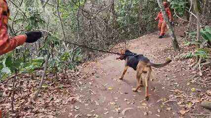 Com cães farejadores e helicóptero, bombeiros buscam por professor aposentado desaparecido