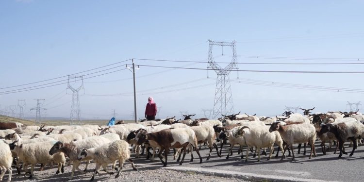 Ovelhas pastam entre os painéis solares do projeto solar Talatan em Gonghe, província de Qinghai — Foto: The New York Times