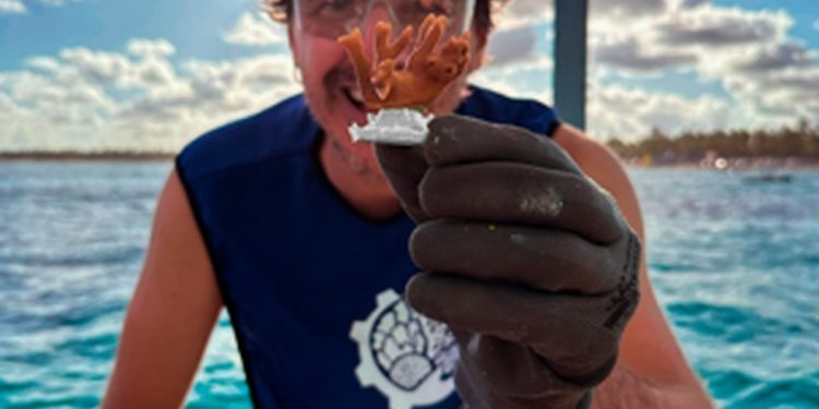 Pesquisador da Biofábrica de Corais mostra coral que será reimplantado na natureza — Foto: Divulgação