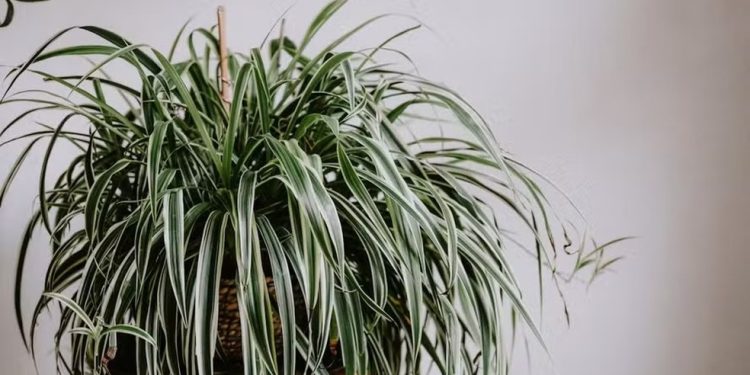 O clorofito tem folhas completamente verde-escuras ou variegadas, como na imagem — Foto: Pexels